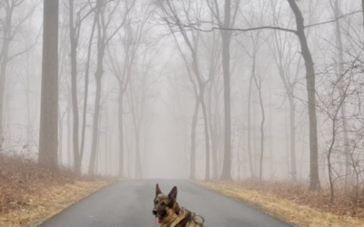 K9 Sgt. Lanzer on Navigating the Fog of Life